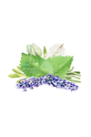 Aromatherapy Blend of Essential Oil