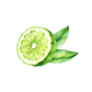 Bergamot Essential Oil