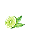 Bergamot Essential Oil