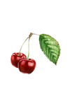 Cherry (Bitter Almond) Essential Oil