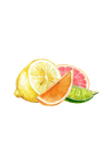 Floor Cleaner Concentrate | Lemon, Lime, Orange & Grapefruit