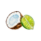 Coconut & Lime EO / FO Blend