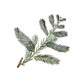 Cypress Essential Oil