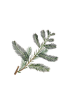 Cypress Essential Oil
