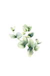 Eucalyptus Essential Oil