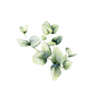 Room Spray | Eucalyptus