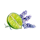 Lavender & Lime Essential Oil Blend