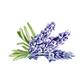 Hand Soap | Soothing Herbs