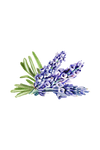 Hand Soap | Soothing Herbs