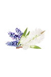 Lavender & Tea Tree Essential Oil Blend