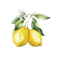 Lemon Essential Oil