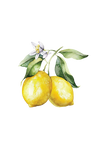 Lemon Essential Oil