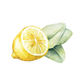 Dish Soap | Lemon & Eucalyptus