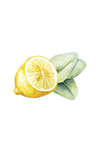 Dish Soap | Lemon & Eucalyptus