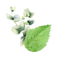 Mint & Eucalyptus Essential Oil Blend
