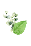 Mint & Eucalyptus Essential Oil Blend