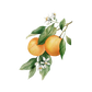 Orange Essential Oil