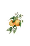 Orange Essential Oil
