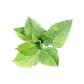 Peppermint Essential Oil
