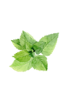 Peppermint Essential Oil