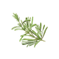 Rosemary Essential Oil