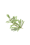 Rosemary Essential Oil