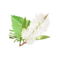 Rosemary, Mint & Tea Tree Essential Oil Blend