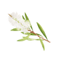 Tea Tree Essential Oil