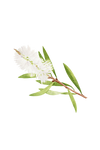 Tea Tree Essential Oil